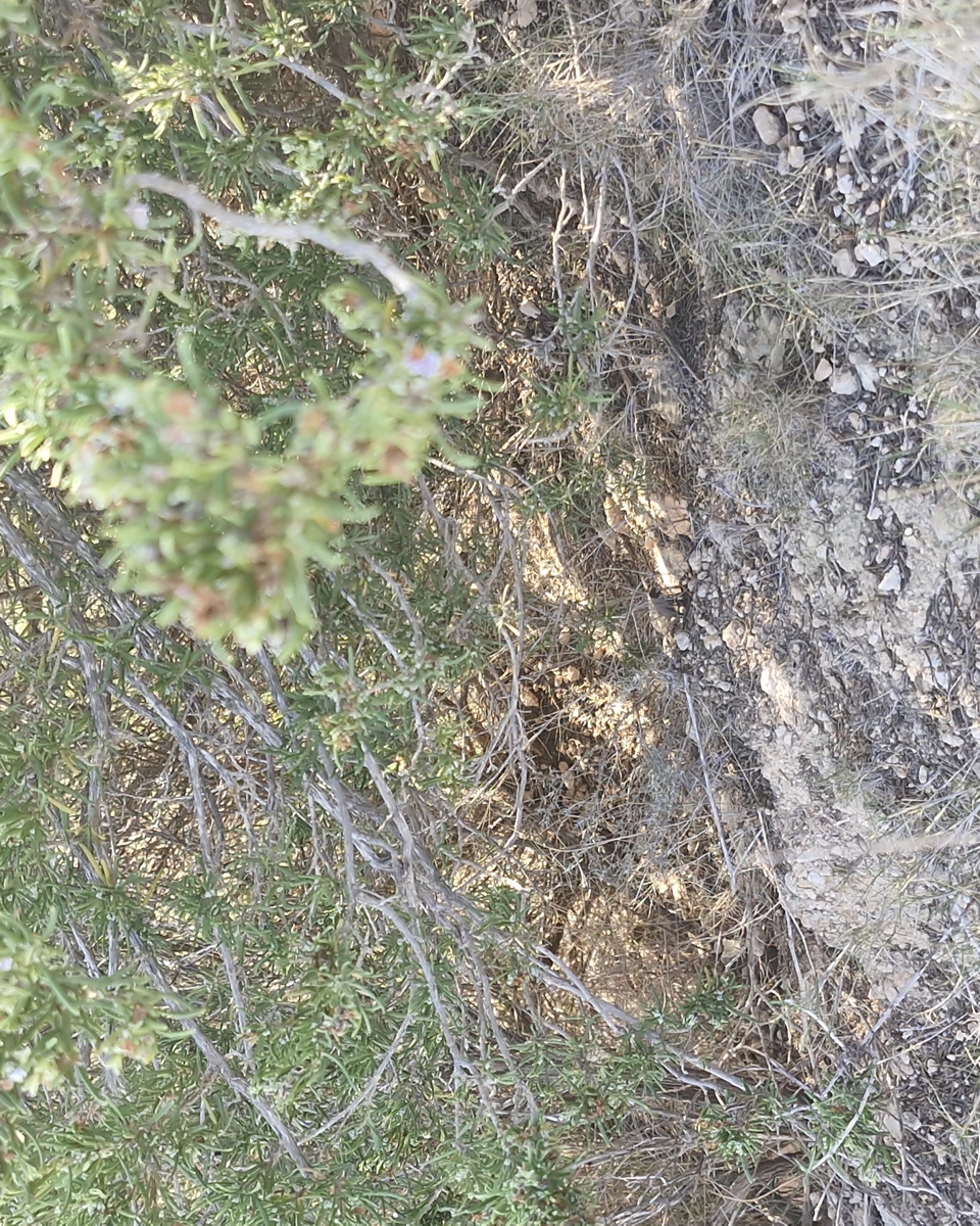 Romarin du chat Romarin du chat