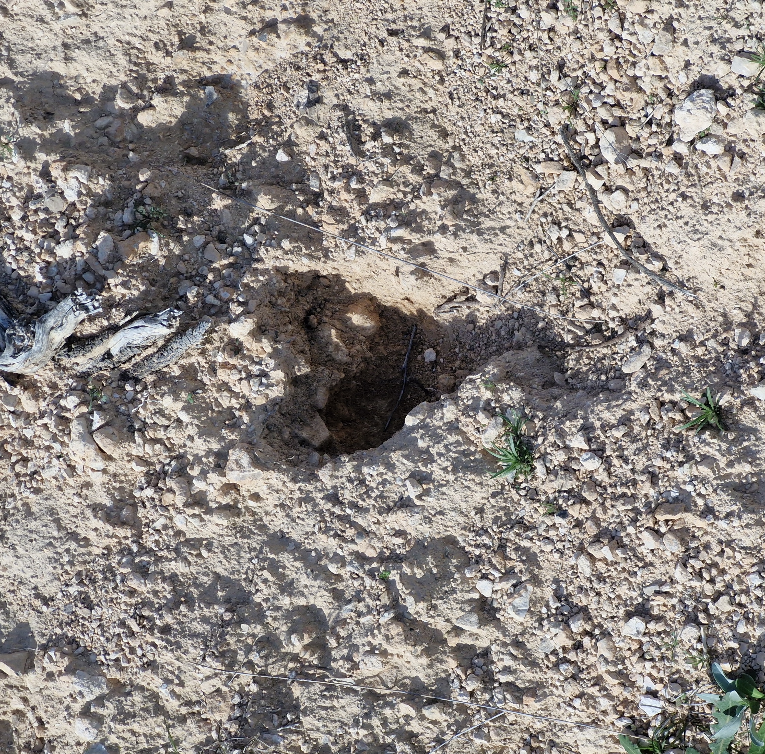 Cœur du Chat 18/02/26 Cœur du Chat 18022016-18022026